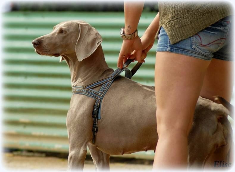 Publication : Legend's Safir Auteur : Nathalie Van Gastel