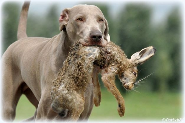 Publication : Legend's Safir Auteur : Nathalie Van Gastel