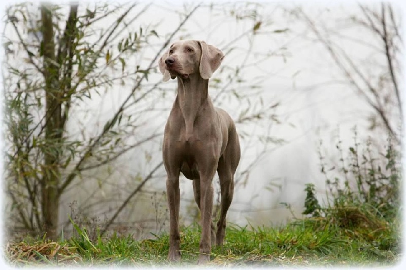 Publication : Legend's Safir Auteur : Nathalie Van Gastel