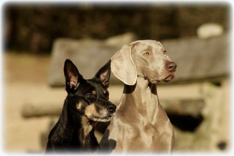 Publication : Legend's Safir Auteur : Nathalie Van Gastel