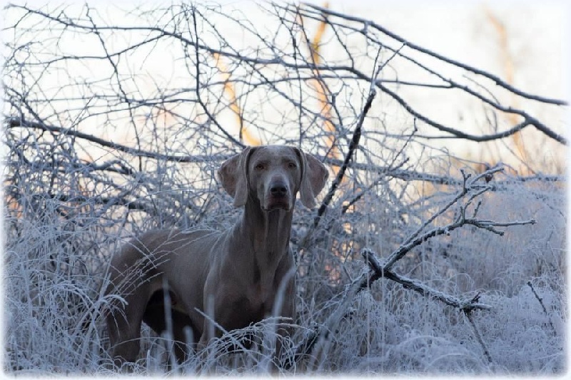 Publication : Legend's Safir Auteur : Nathalie Van Gastel