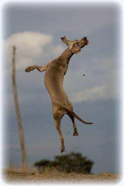 Publication : Legend's Safir Auteur : Nathalie Van Gastel