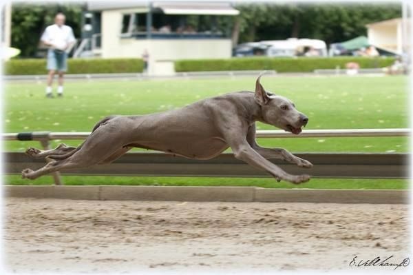 Publication : Legend's Safir Auteur : Nathalie Van Gastel