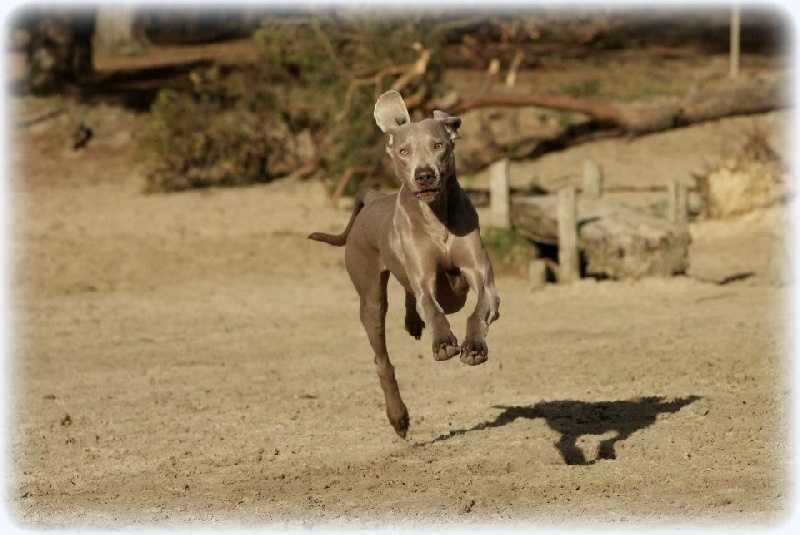 Publication : Legend's Safir Auteur : Nathalie Van Gastel