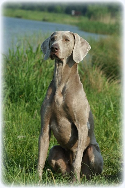 Publication : Legend's Safir Auteur : Nathalie Van Gastel