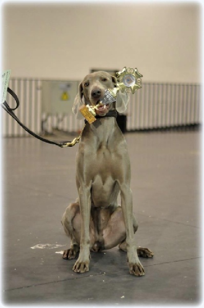 Publication : Legend's Safir Auteur : Nathalie Van Gastel