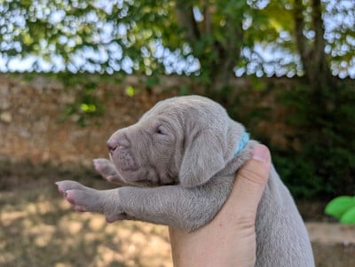 Les chiots de Braque de Weimar