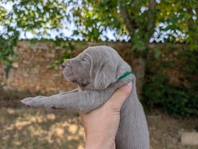 Les chiots de Braque de Weimar