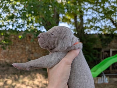 Les chiots de Braque de Weimar