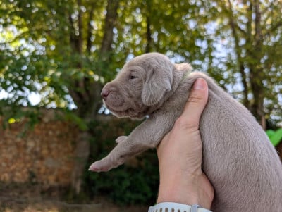 Les chiots de Braque de Weimar