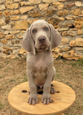 Les chiots de Braque de Weimar