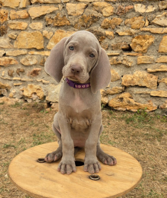 Les chiots de Braque de Weimar