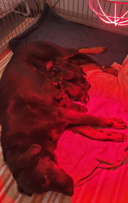 Les chiots de Berger de Beauce