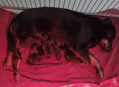 Les chiots de Berger de Beauce