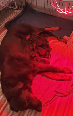 Les chiots de Berger de Beauce