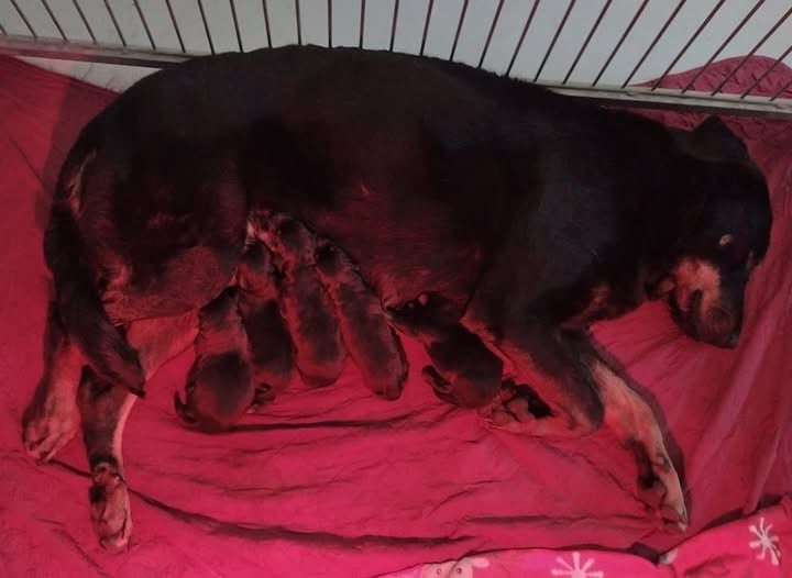 Berger de Beauce - Des Gardiens D'anaflore