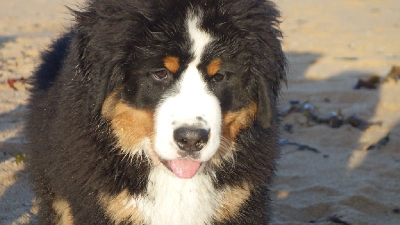 Publication : de La Maison De L'ours Auteur : Maryline Bollier