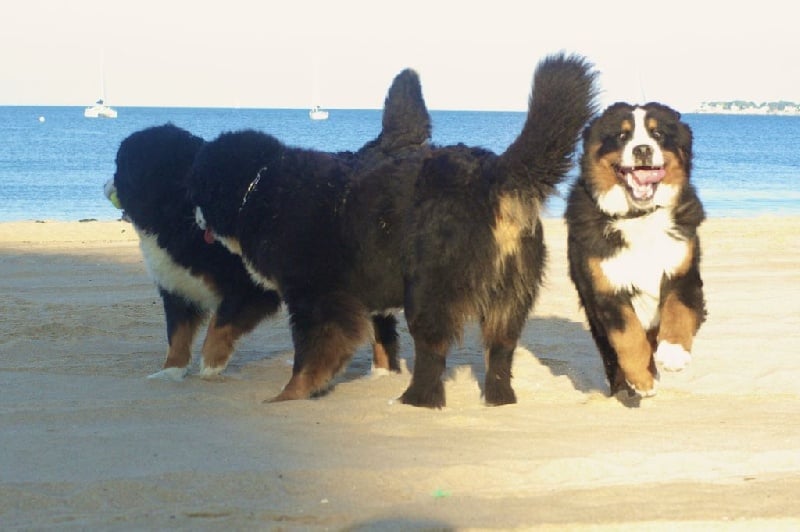 Publication : de La Maison De L'ours Auteur : Maryline Bollier