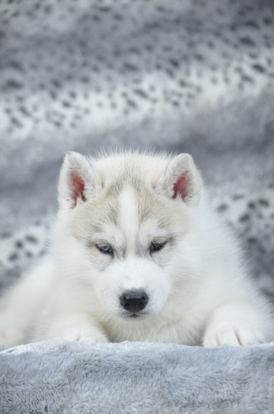 mâle gris aux yeux vairons
