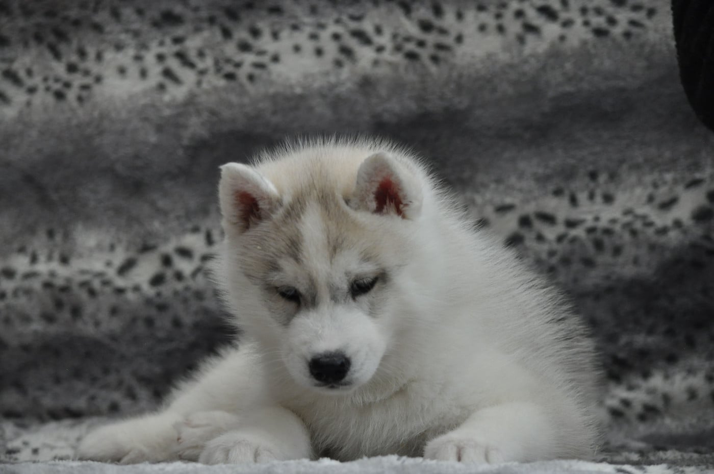 mâle gris aux yeux vairons