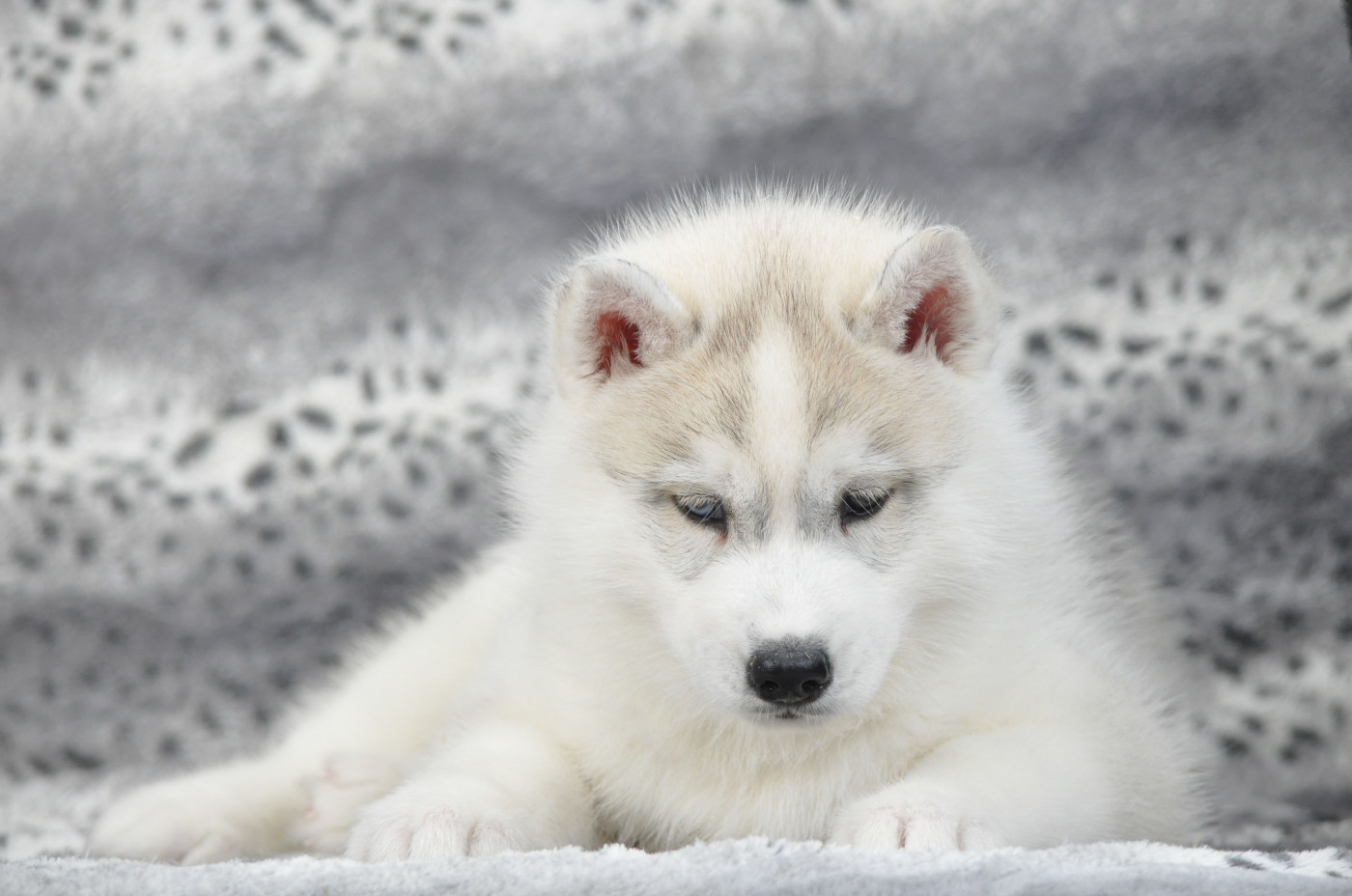 mâle gris aux yeux vairons