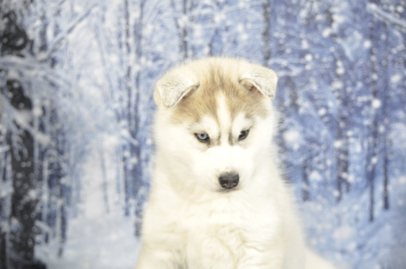 Femelle grise yeux vairons