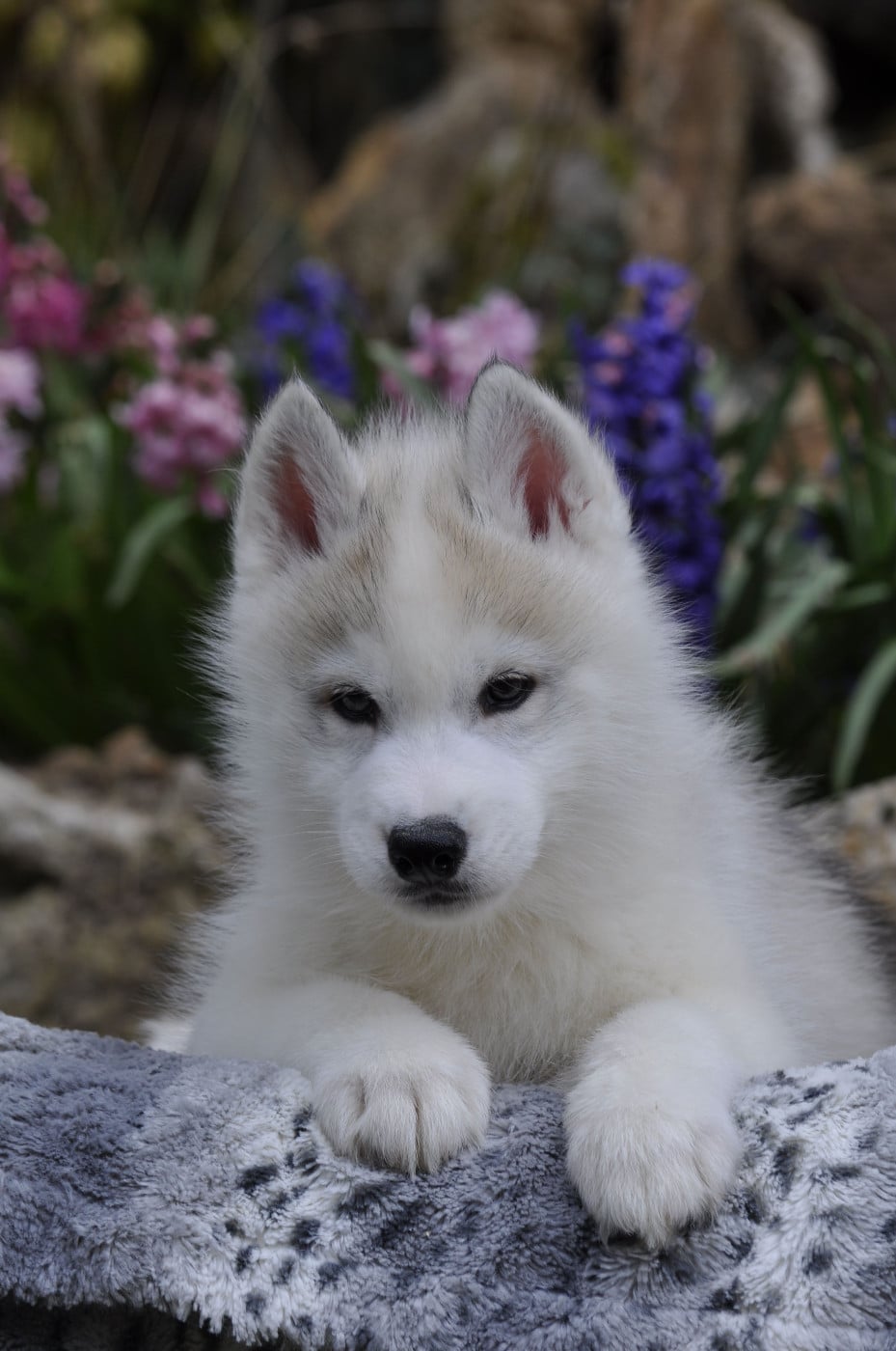 Siberian Husky - Angel Inside's