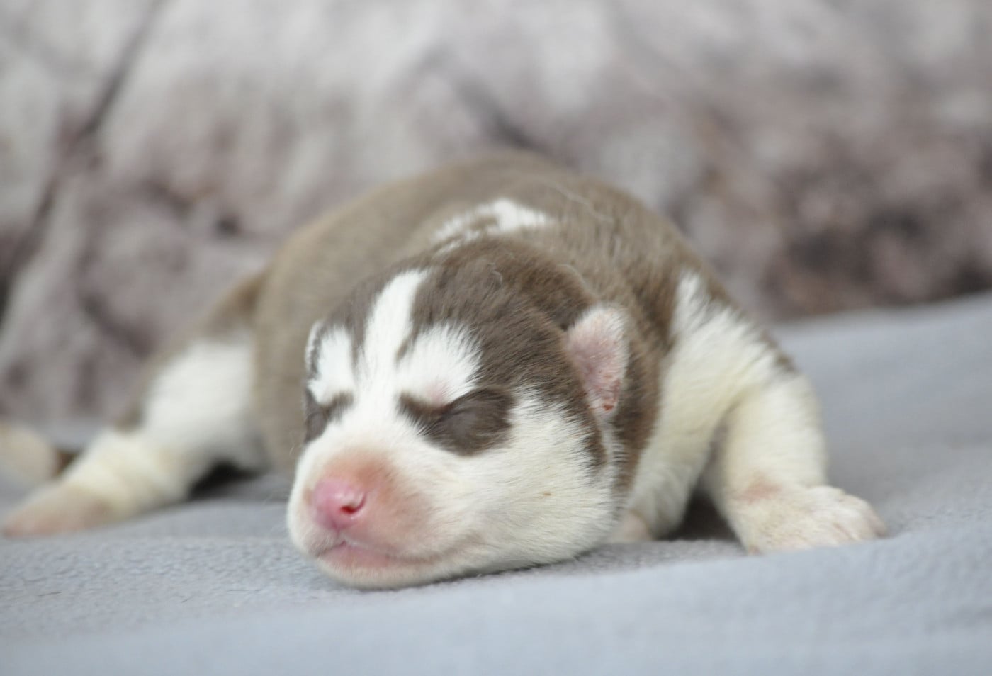Chiot N°2 - Siberian Husky
