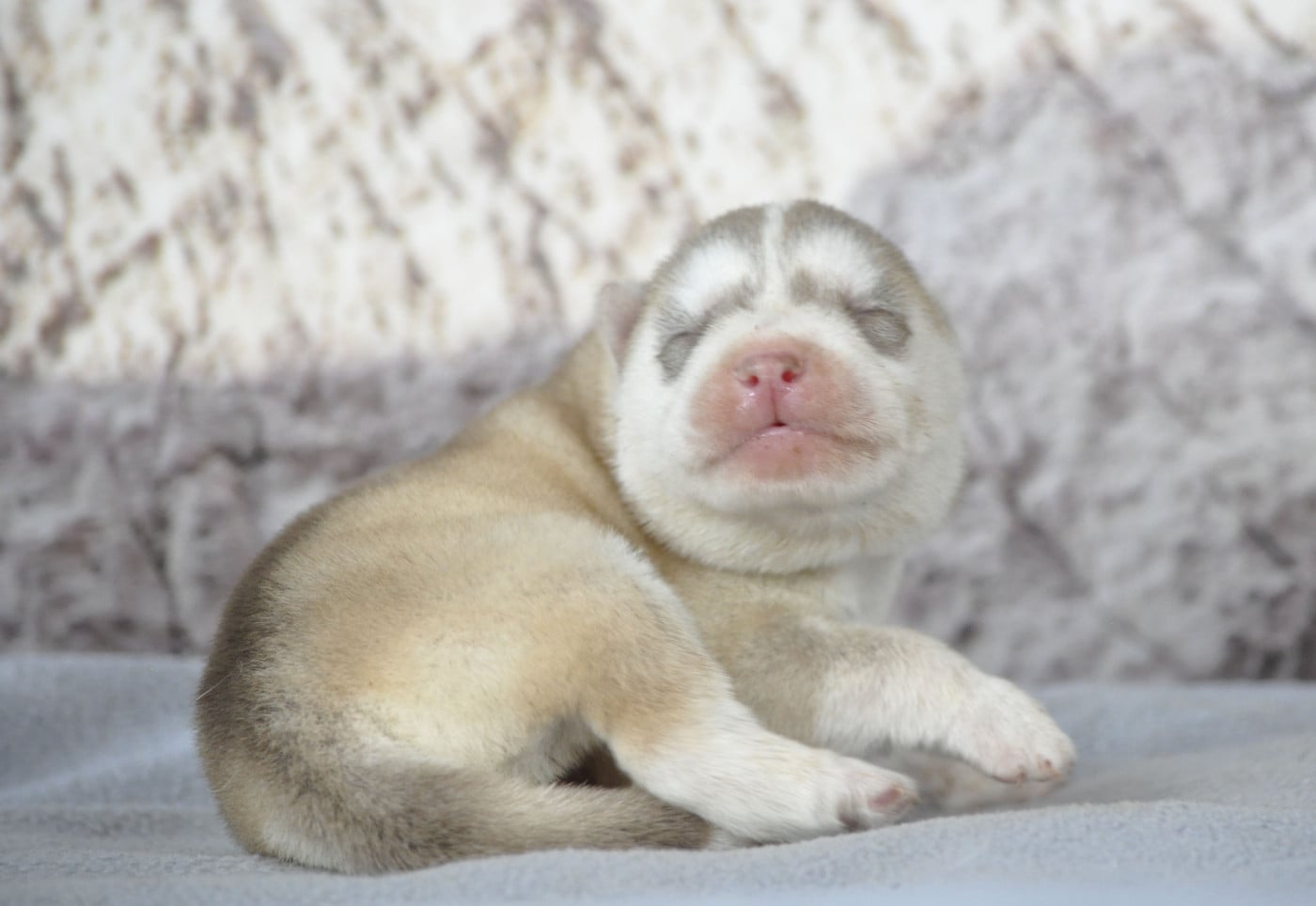 Chiot N°5 - Siberian Husky