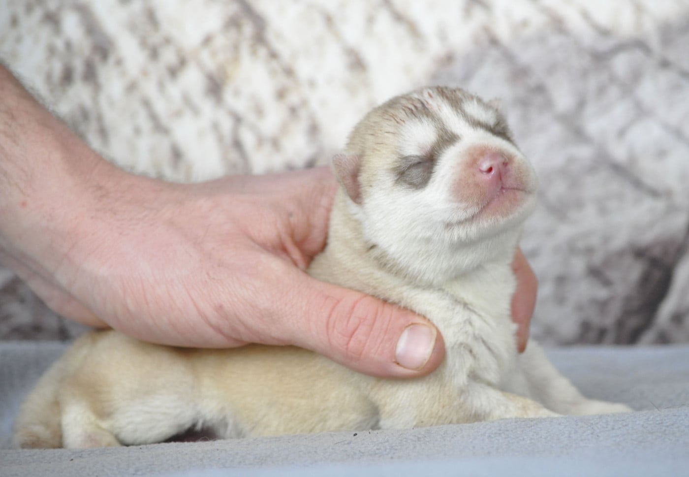 Chiot N°6 - Siberian Husky