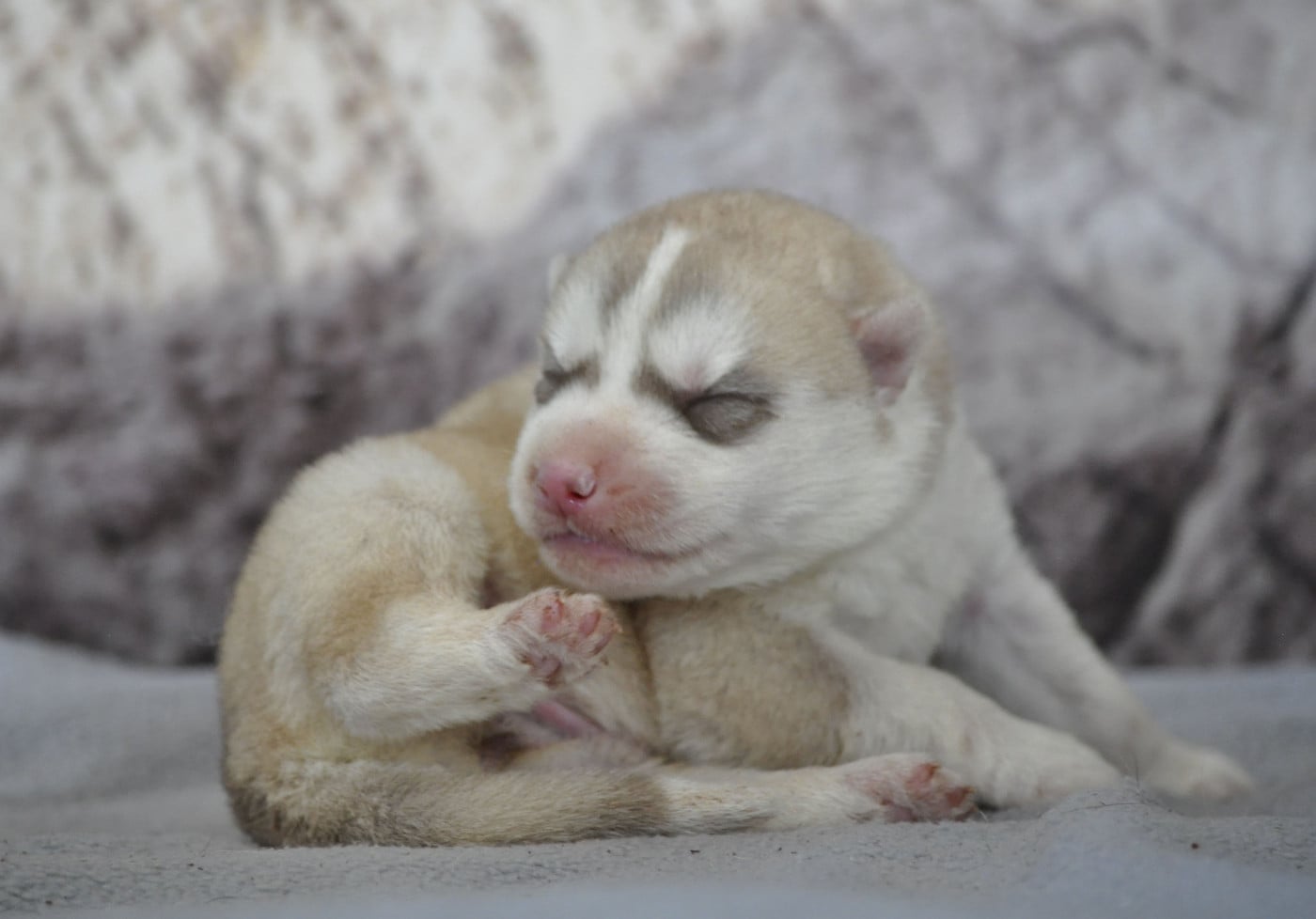 Chiot N°7 - Siberian Husky