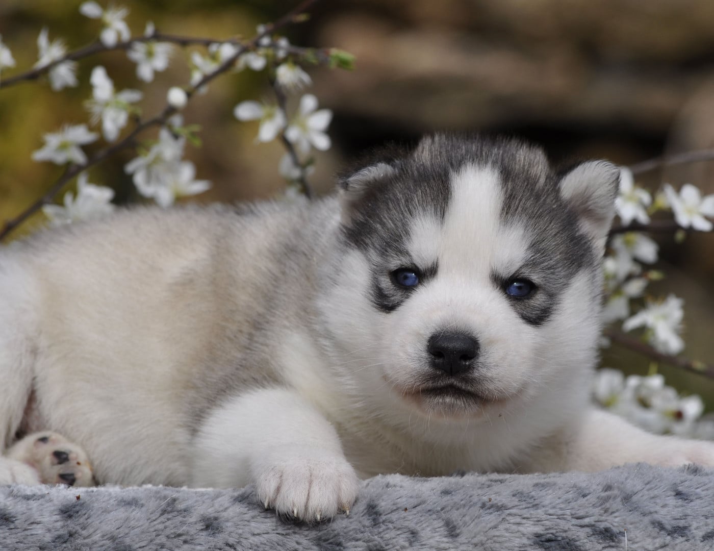 mâle gris aux yeux bleus