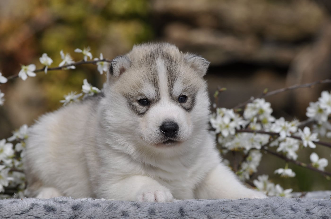 mâle gris, joli masque
