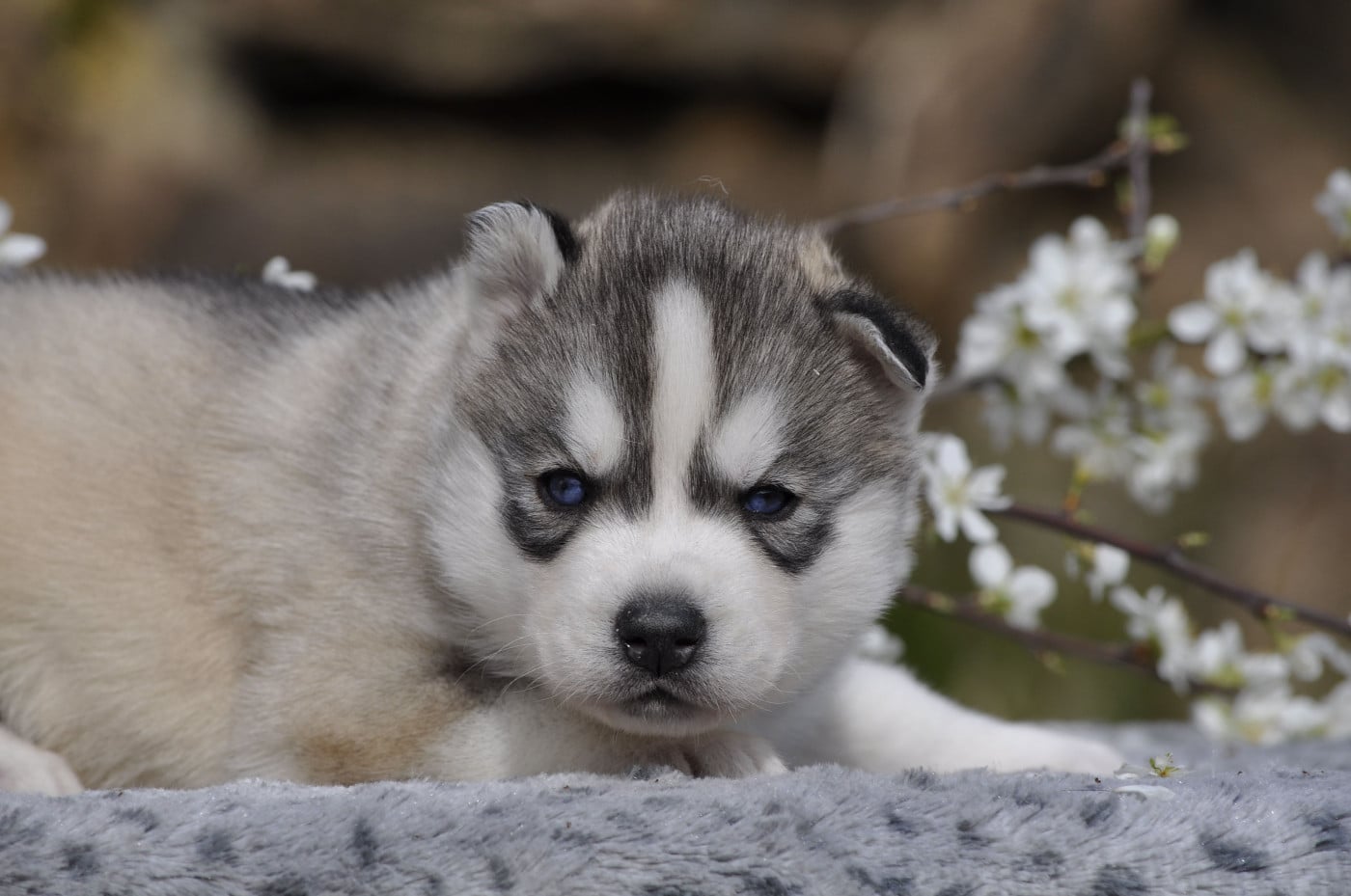 mâle gris aux yeux bleus