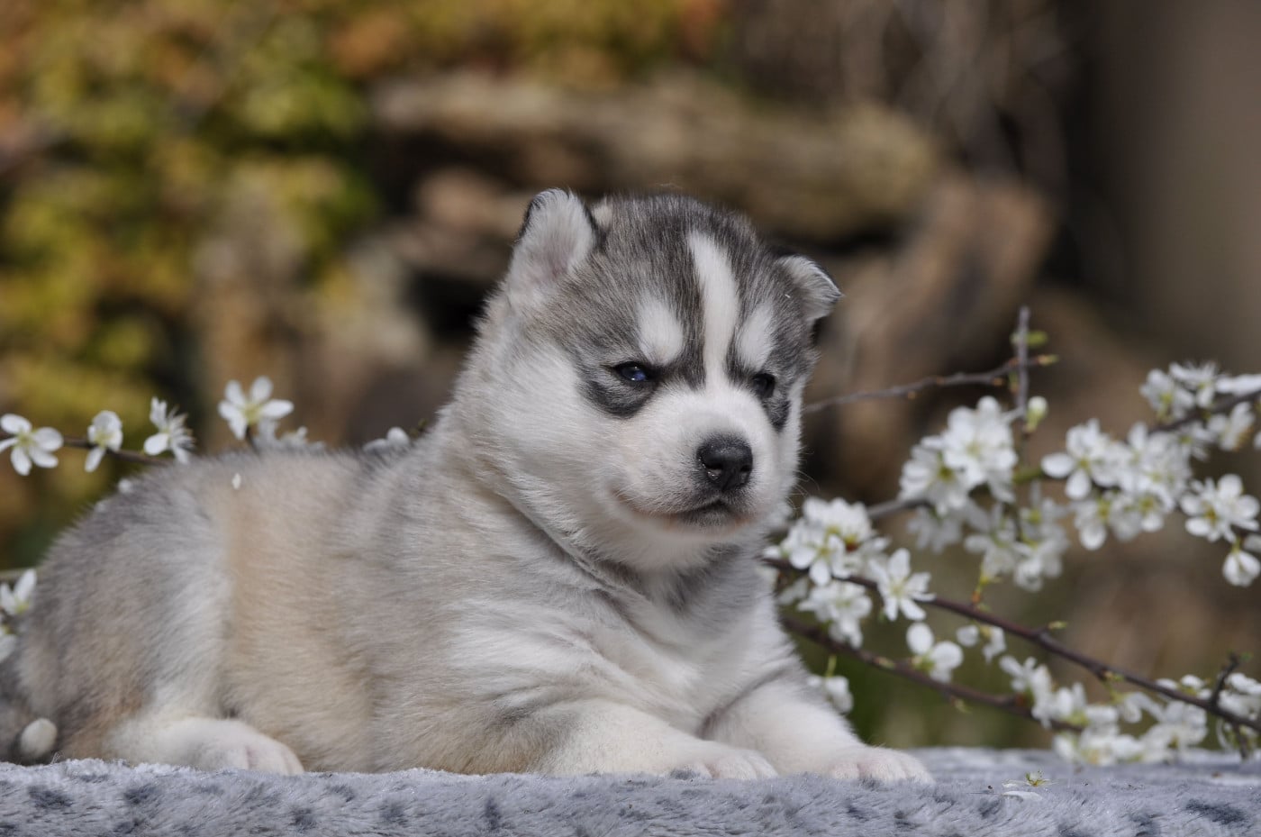 mâle gris aux yeux bleus