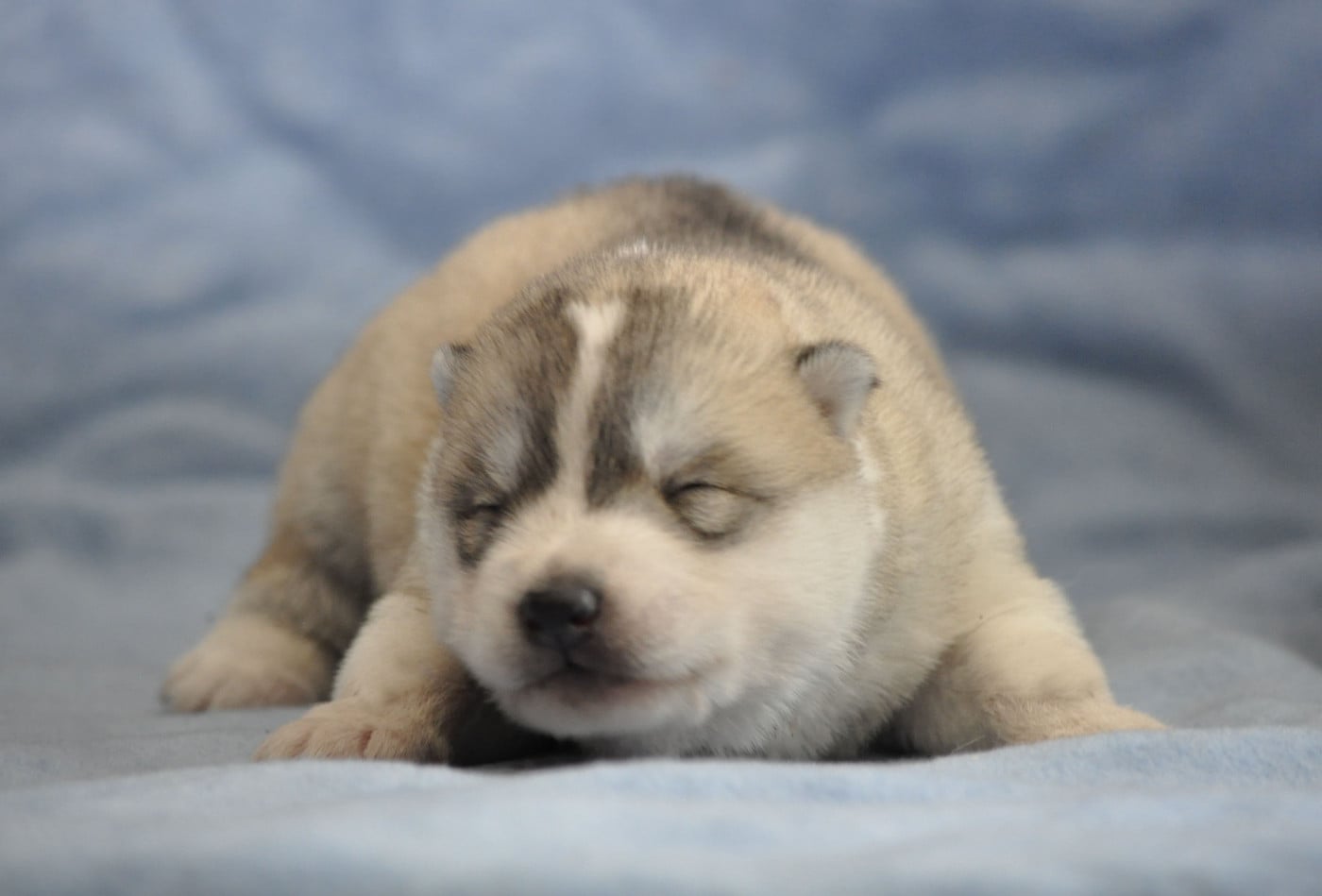 mâle gris - Siberian Husky