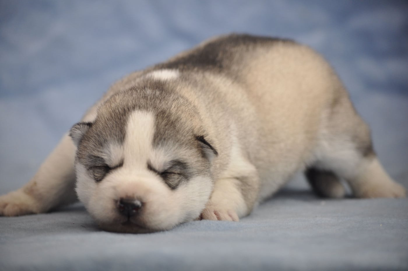 femelle grise - Siberian Husky