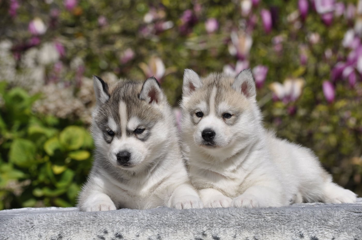 Siberian Husky - Angel Inside's