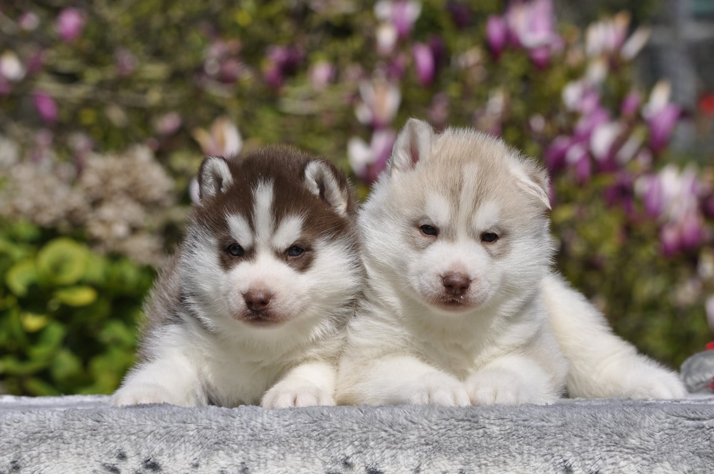 Siberian Husky - Angel Inside's