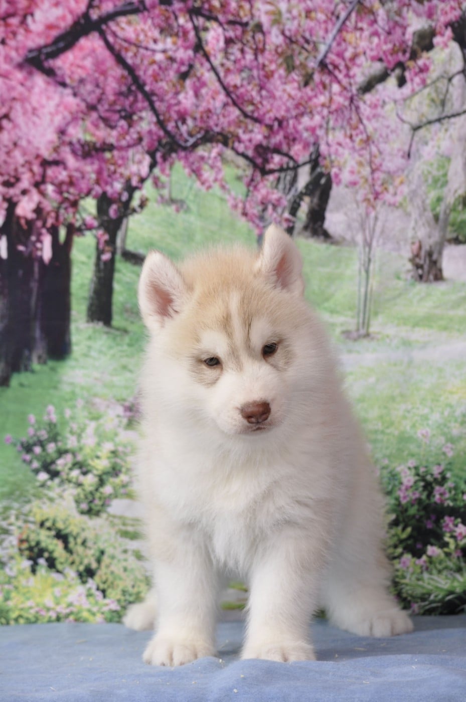 Siberian Husky - Angel Inside's