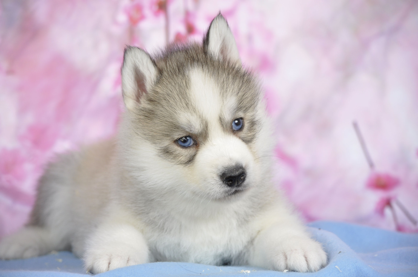 Mâle gris yeux bleus - Siberian Husky