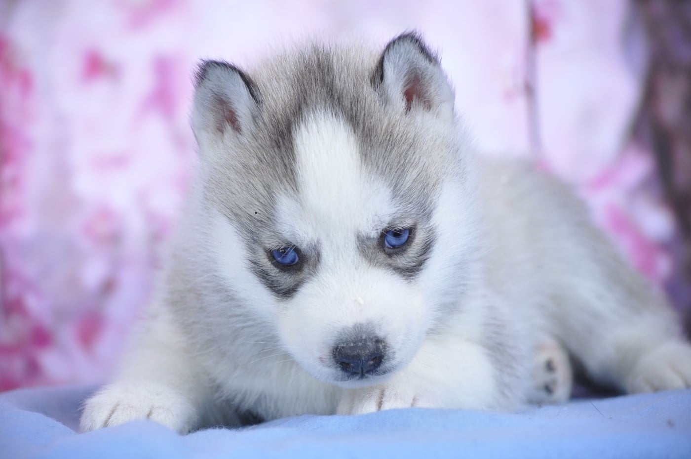 Siberian Husky - Angel Inside's