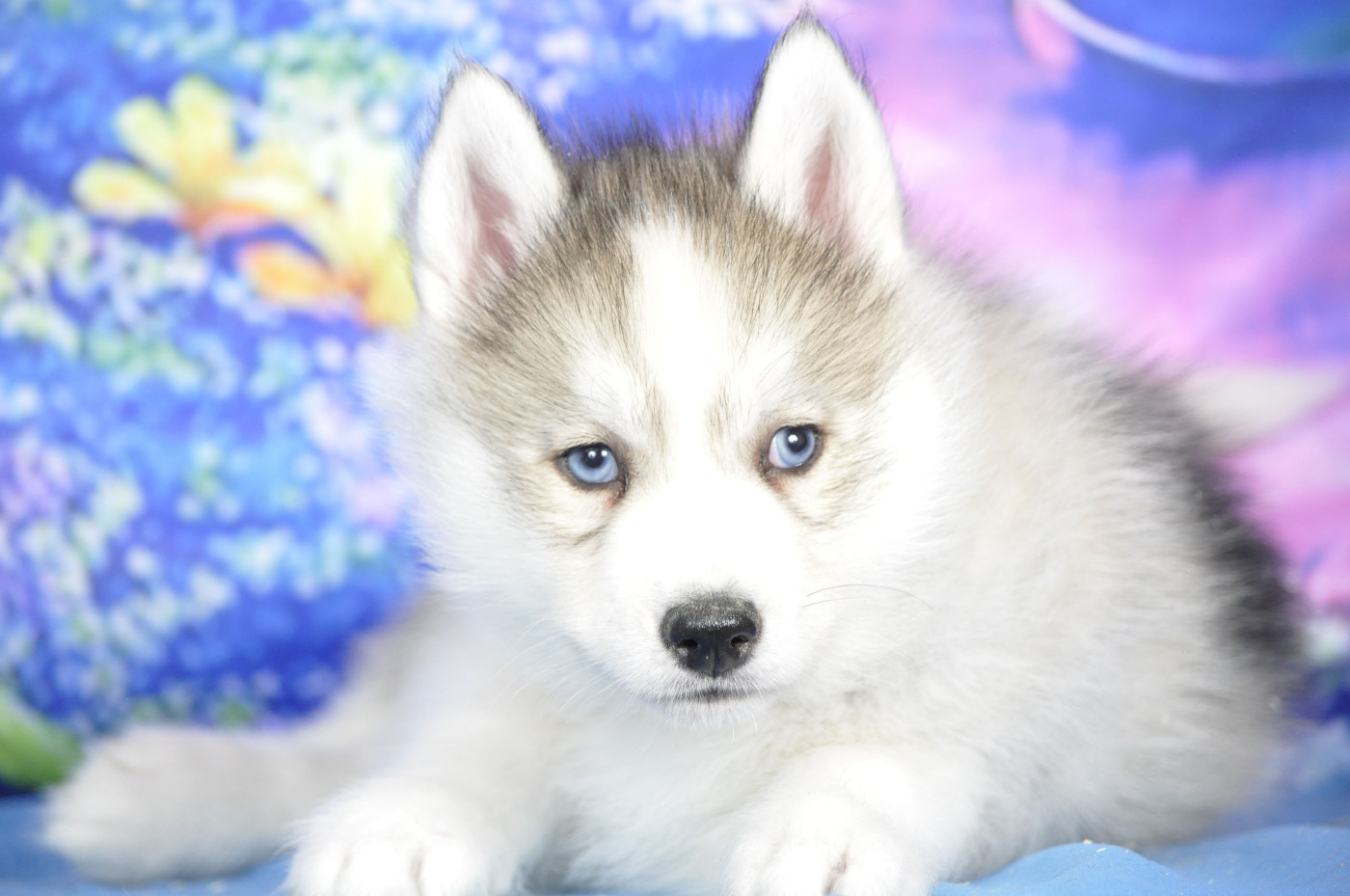 Male gris yeyx bleus
