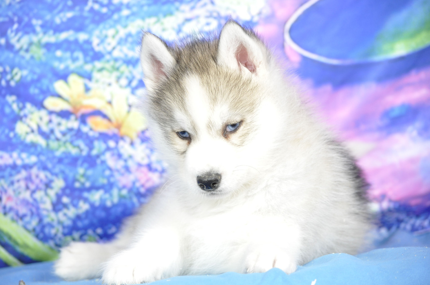 Male gris yeyx bleus