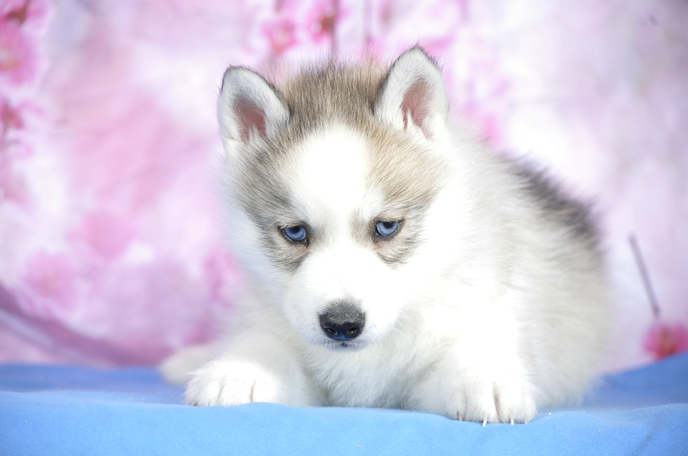 Femelle grise yeux bleus - Siberian Husky