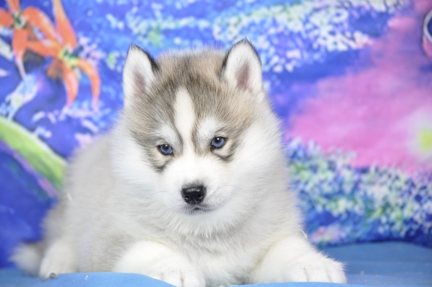 MÄLE GRIS - Siberian Husky