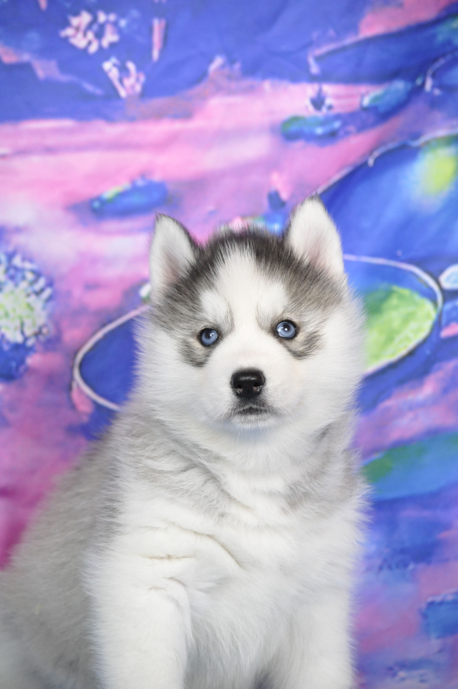 femelle grise - Siberian Husky