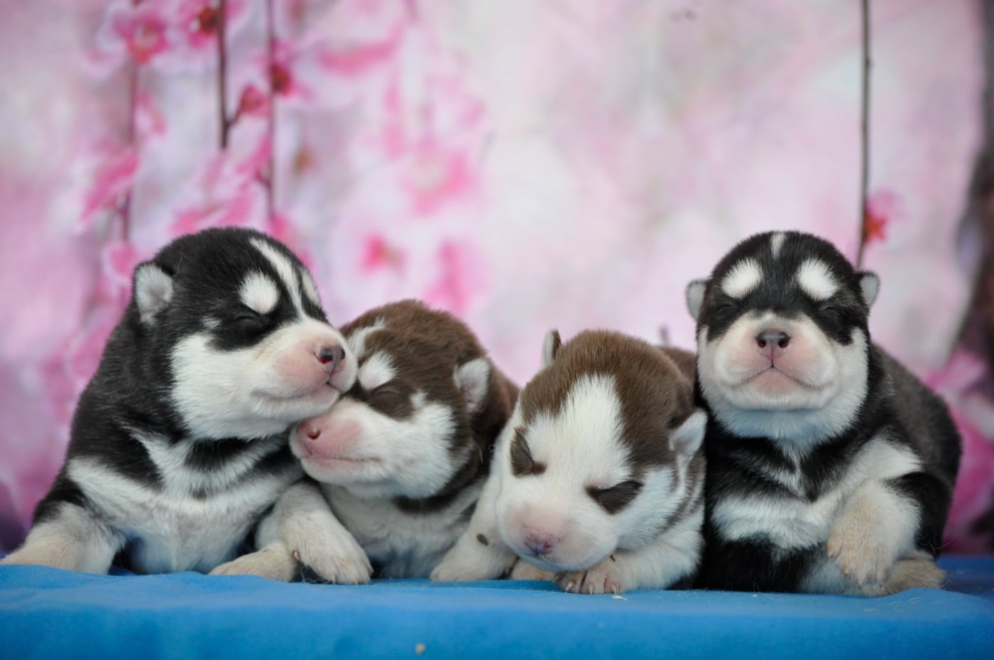 Siberian Husky - Angel Inside's