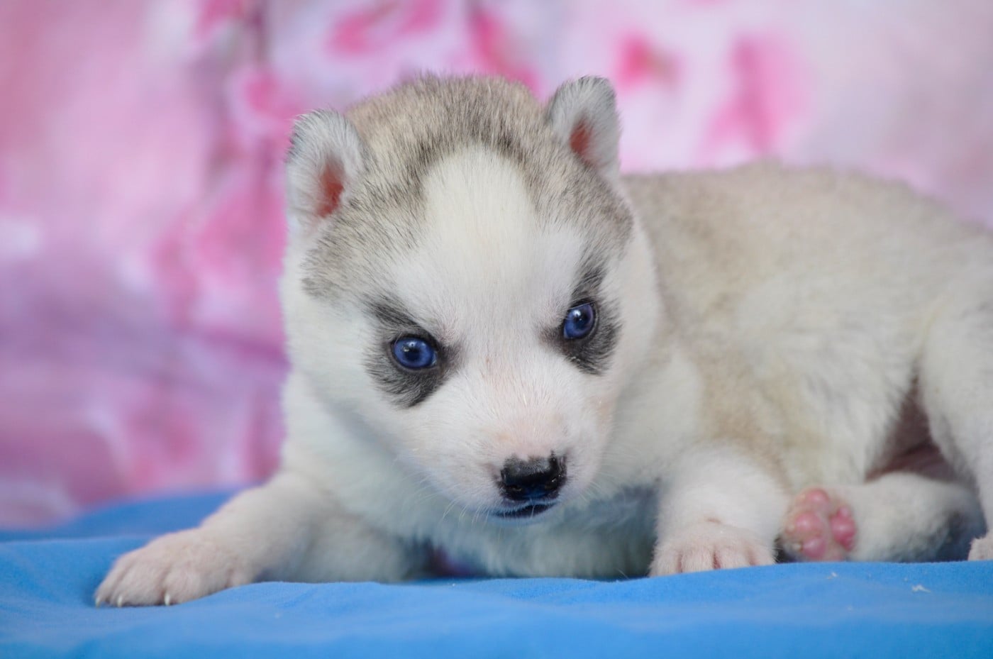 Male gris - Siberian Husky
