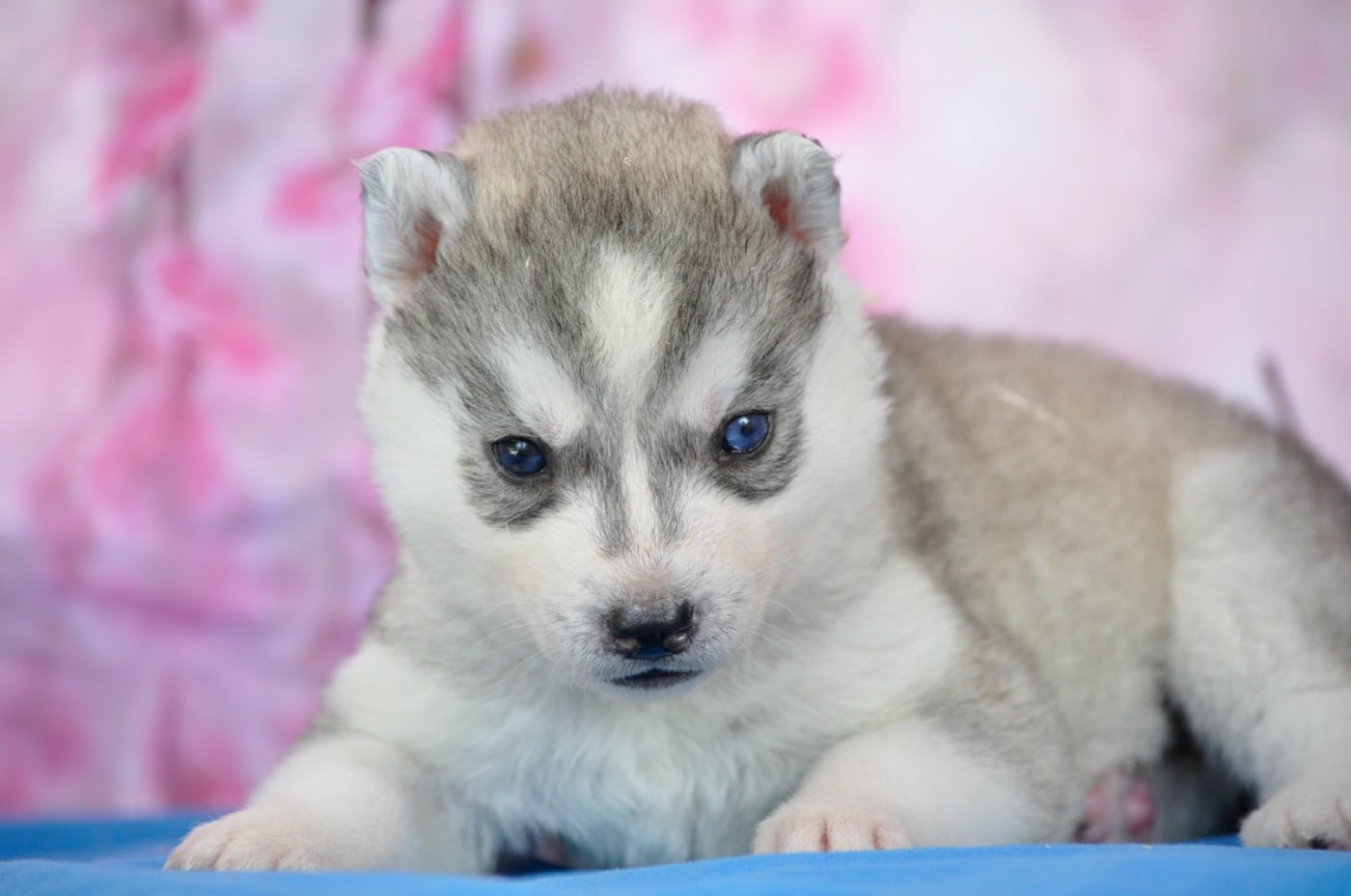 Femelle grise yeux vairons - Siberian Husky